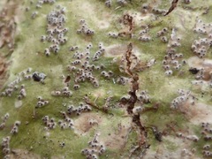 Astrothelium nitidiusculum