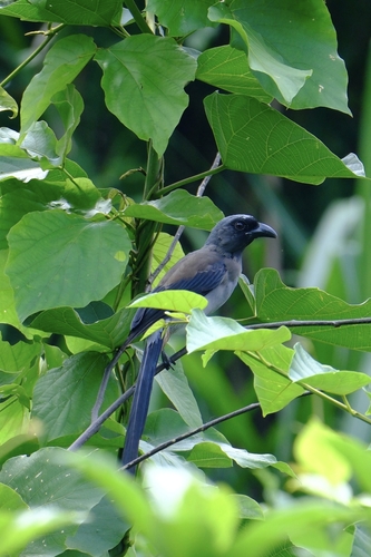 Gray Treepie