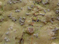 Astrothelium nitidiusculum