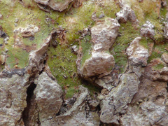 Astrothelium nitidiusculum