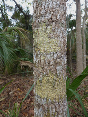 Astrothelium nitidiusculum