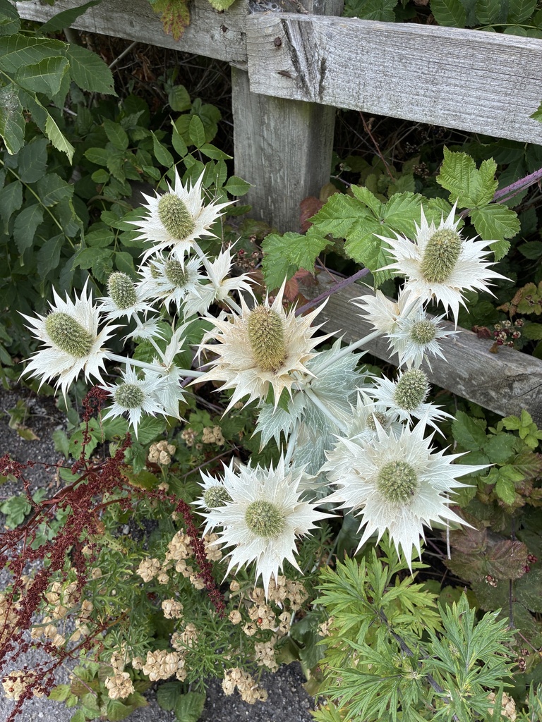 Giant sea holly (Eryngium giganteum)