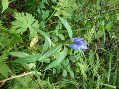 Gentiana triflora