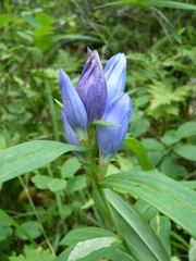 Gentiana triflora