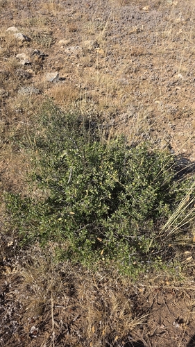 Rhamnus saxatilis, photograph 4