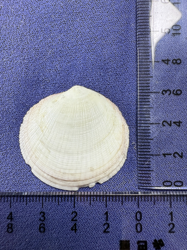 Codakia tigerina observed 2026-08-07