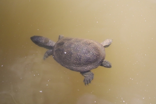 European Pond Turtle