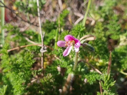 Pelargonium hirtum, photograph 4