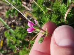 (c) De Waal Hugo, some rights reserved (CC BY) Pelargonium hirtum, photograph (c) De Waal Hugo, some rights reserved (CC BY)