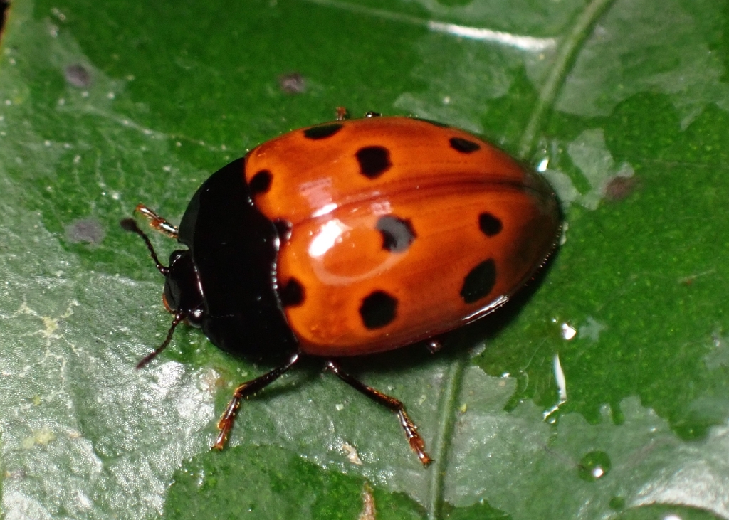 Iphiclus bisquinquepunctatus