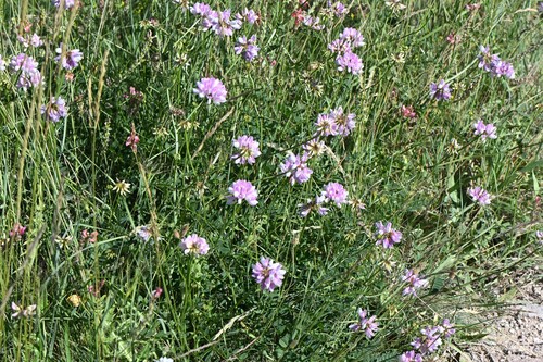 purple crownvetch