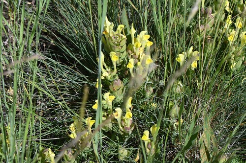 yellow-flowered skull cap