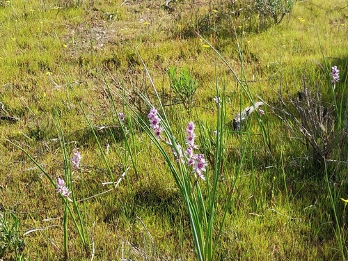 Wurmbea stricta, photograph 4