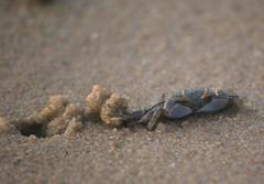 Macrophthalmus