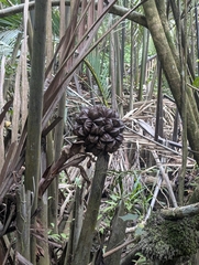 Nypa fruticans, photograph (c) Tobias Guldberg Frøslev, some rights reserved (CC BY)