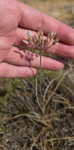 Allium moschatum, photograph 3
