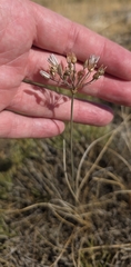 Allium moschatum, photograph (c) Christoph Moning, some rights reserved (CC BY)