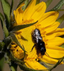 Cephalosmia