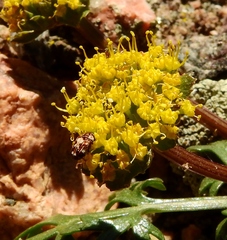 Cymopterus glomeratus fendleri
