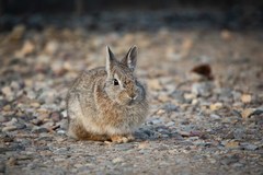 Sylvilagus nuttallii