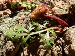 Cymopterus glomeratus fendleri