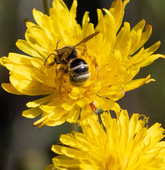 Lasioglossum titusi