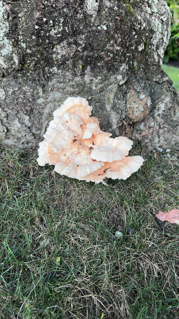 White-pored Chicken of the Woods · August 2026 · photo: Photo: (c) donbull, some rights reserved (CC BY) · iNaturalist