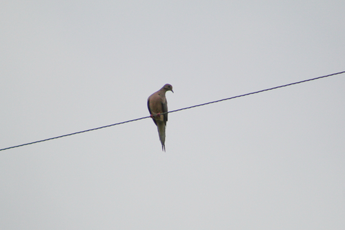 Mourning Dove