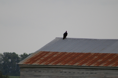Turkey Vulture