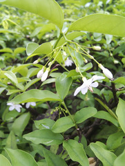 Wrightia religiosa