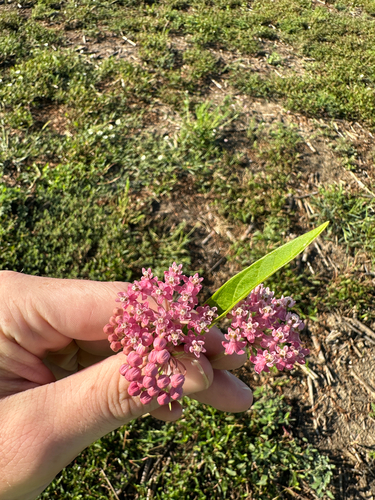 swamp milkweed