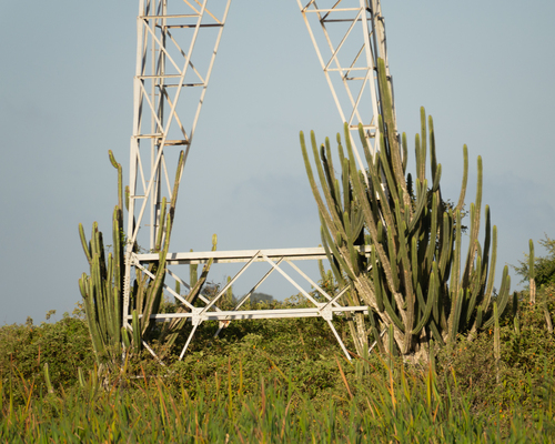 Pilosocereus brasiliensis, photograph 2