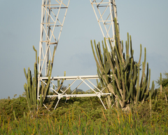 author not stated, no rights reserved Pilosocereus brasiliensis, photograph author not stated, no rights reserved
