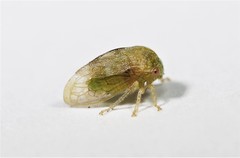 Cyrtolobus maculifrontis