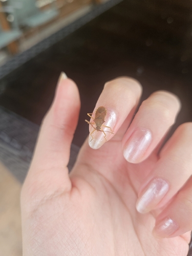 Box Bug