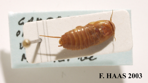 Hemimerus hanseni