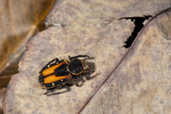 Clinterocera nigra