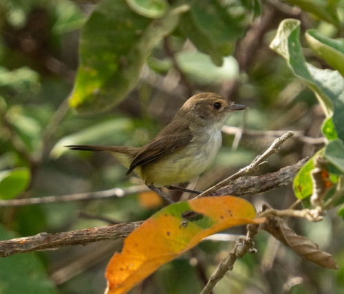 Fulvous-crowned Scrub Tyrant (Euscarthmus meloryphus), photo 5