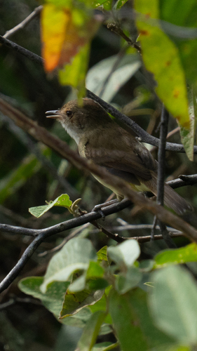 Fulvous-crowned Scrub Tyrant (Euscarthmus meloryphus), photo 6