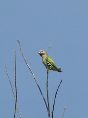 Psittacula alexandri abbotti