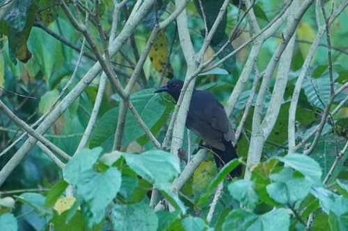 Halmahera Paradise-crow (Lycocorax pyrrhopterus)