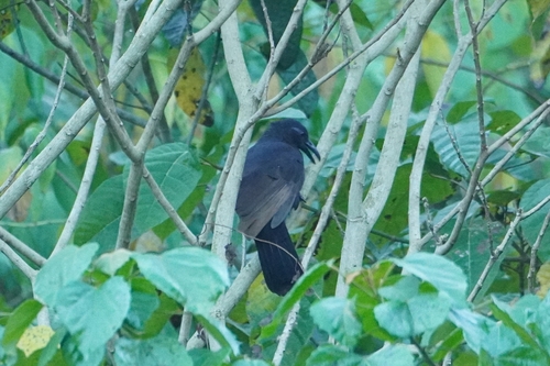 Halmahera Paradise-crow (Lycocorax pyrrhopterus), photo 2