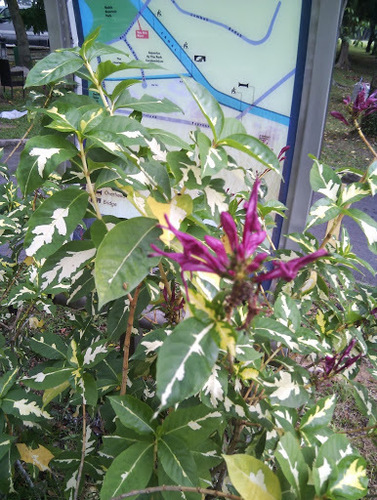 Graptophyllum hortense