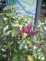 Graptophyllum hortense