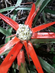 Bromelia serra