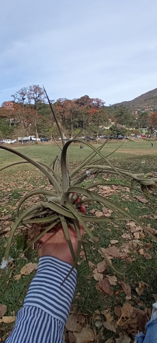 Tillandsia pohliana, photograph 2