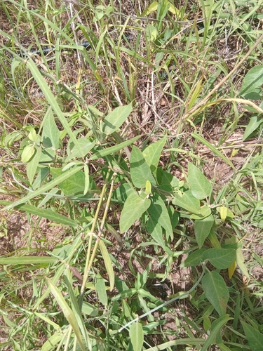 Leptadenia lanceolata