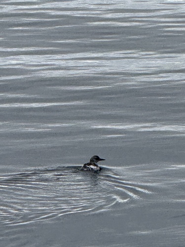 Black Guillemot