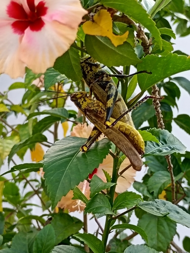 Valanga nigricornis