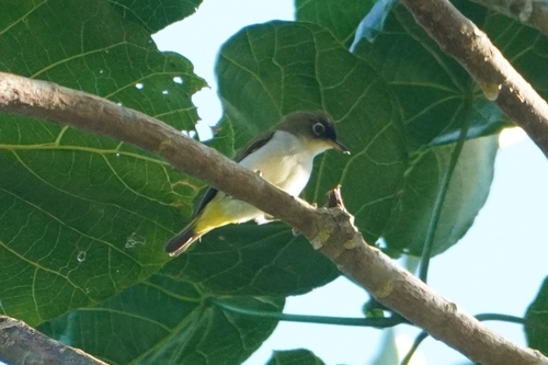 Cream-throated White-eye (Zosterops atriceps)